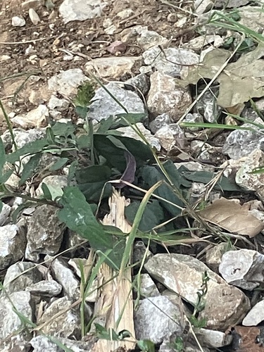common selfheal