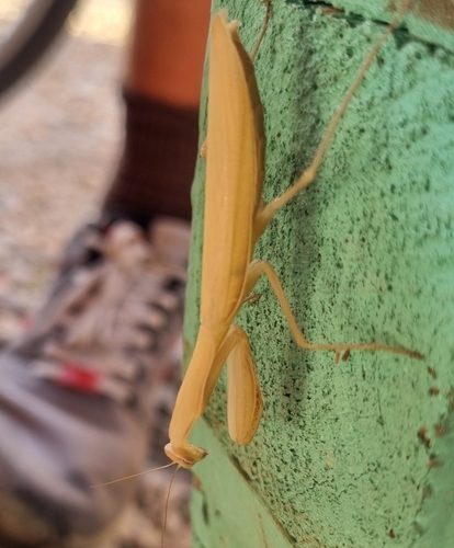 European Mantis