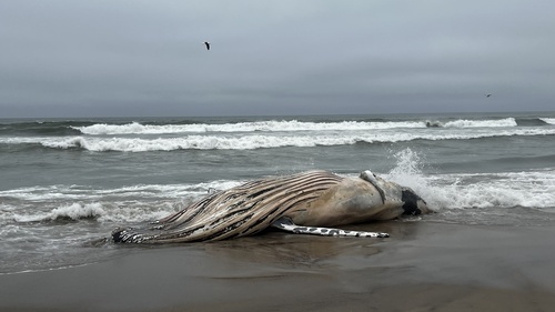 Southern Humpback Whale