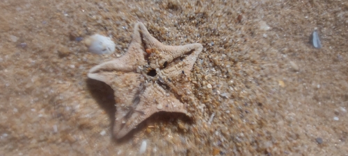 Namibian Cushionstar