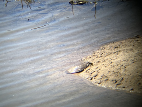 Spiny Softshell