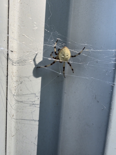 Shamrock Orbweaver