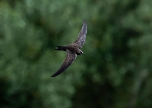 Pallid Swift