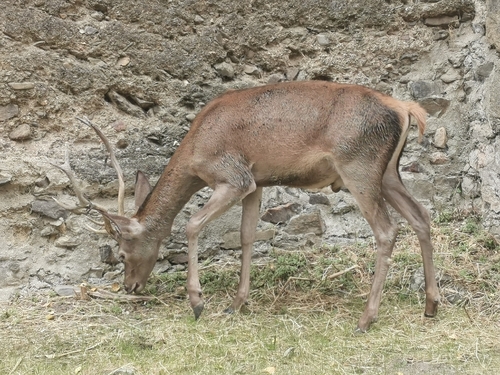 Red Deer