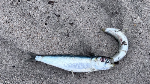 South African Pilchard