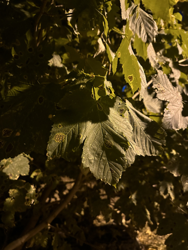 sycamore maple