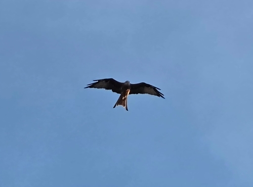 Red Kite