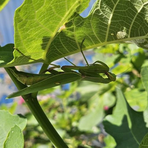 Transcaucasian Giant Mantis