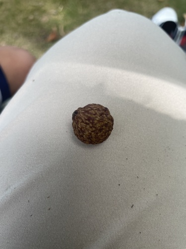 Acorn Plum Gall Wasp