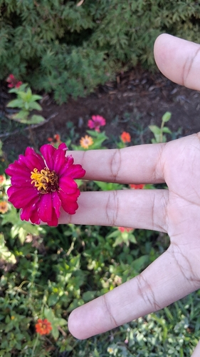 Elegant Zinnia