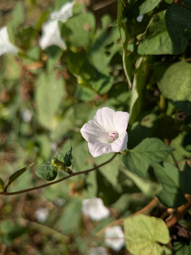 White Morning-glory
