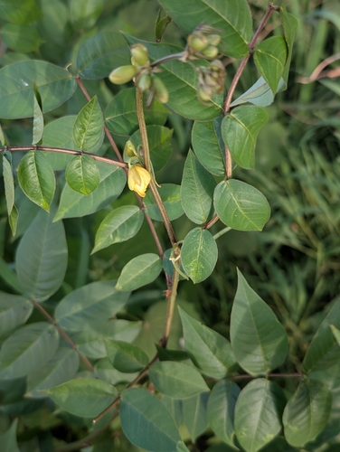 Coffee Senna
