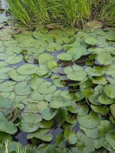 Egyptian white water-lily