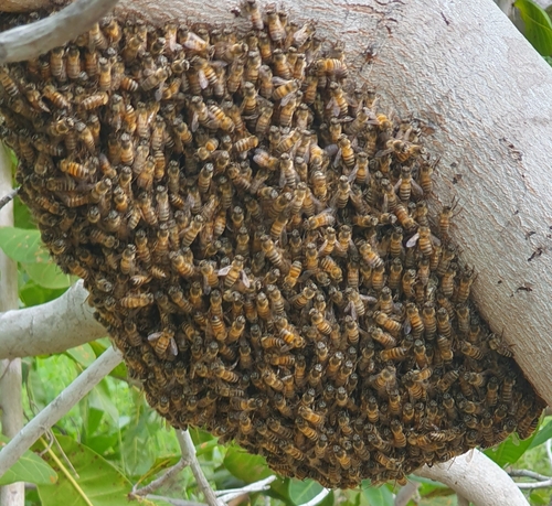 Western Honey Bee (Apis mellifera)