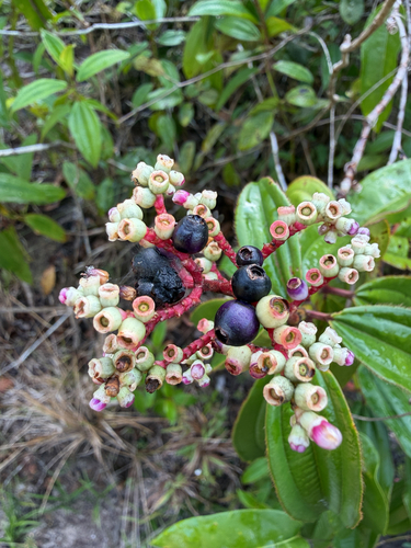 Miconia ciliata