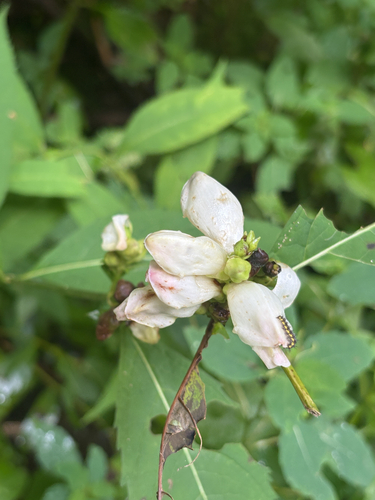 white turtlehead