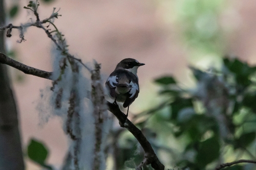 European Pied Flycatcher