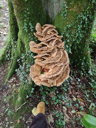 Giant Polypore