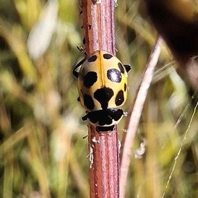 Notated Lady Beetle