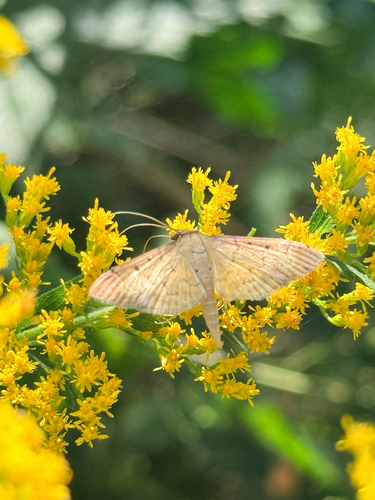 Southern Beet Webworm Moth