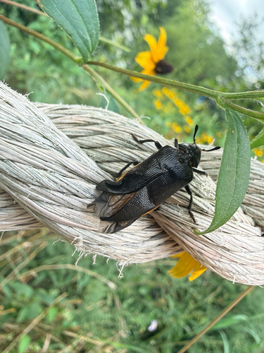 Cedar Beetle