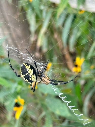 Yellow Garden Spider
