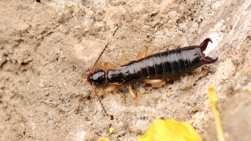 Euborellia plebeja · iNaturalist Mexico