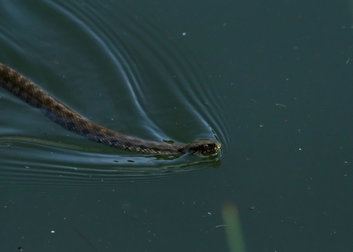 Viperine Snake