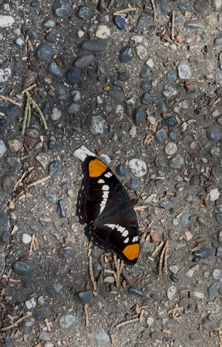 iNaturalist observation photo of California Sister