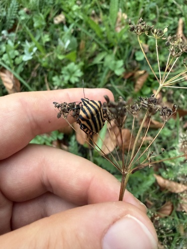 European Striped Shield Bug