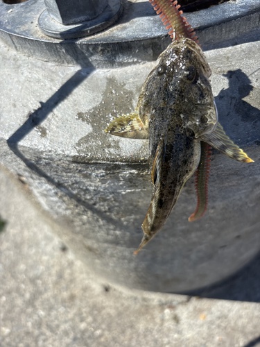 Pacific Staghorn Sculpin