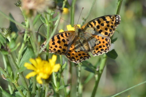 Queen of Spain Fritillary