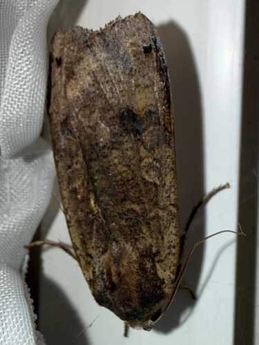 Large Yellow Underwing
