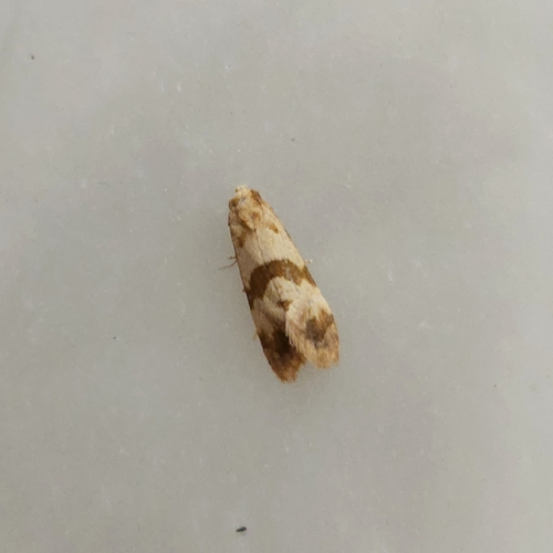 Phalonidia contractana