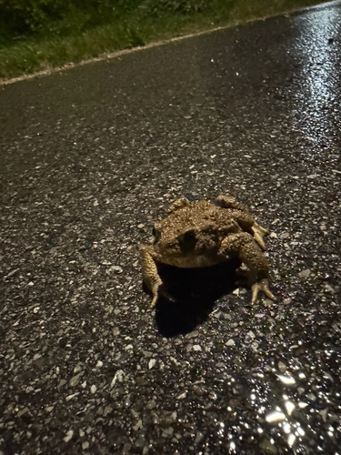European Toad