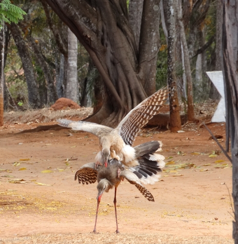 Red-legged Seriema