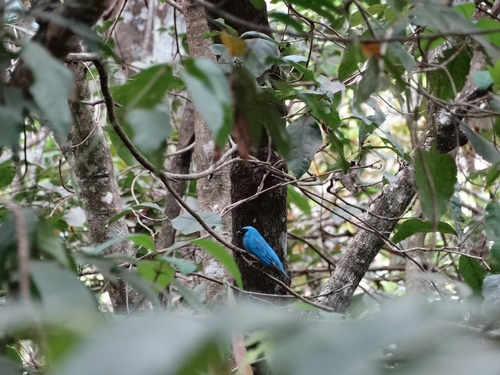 Swallow Tanager