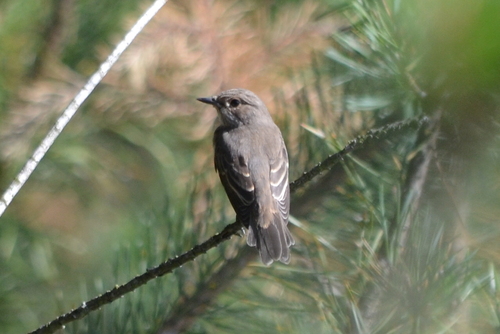 Spotted Flycatcher