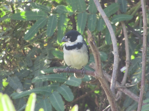 Rusty-collared Seedeater