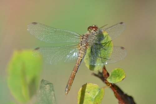Ruddy Darter