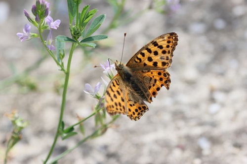 Queen of Spain Fritillary