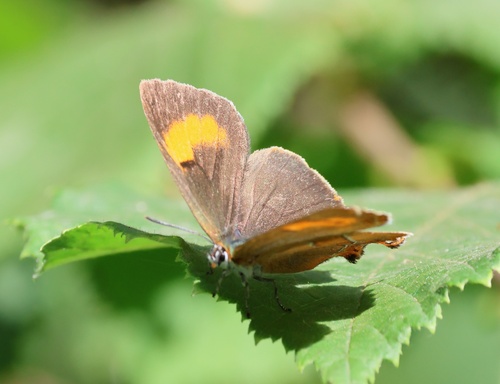 Brown Hairstreak