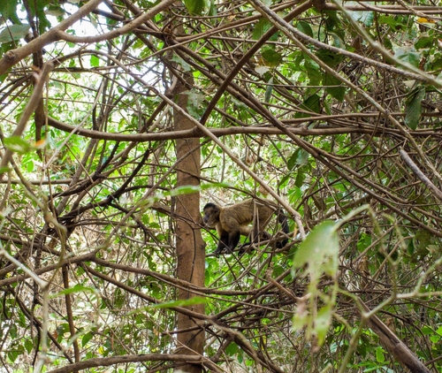 Black-striped Capuchin