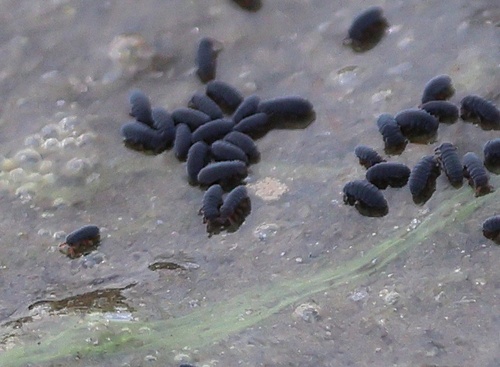 Water Springtail