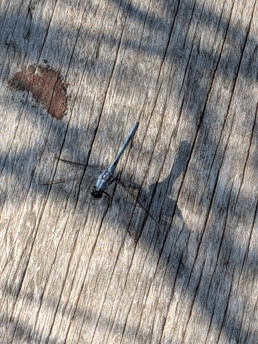 Eastern Pondhawk
