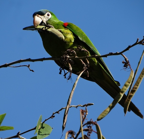 Red-shouldered Macaw