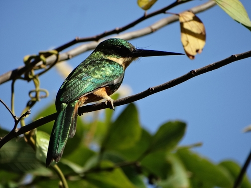 Rufous-tailed Jacamar
