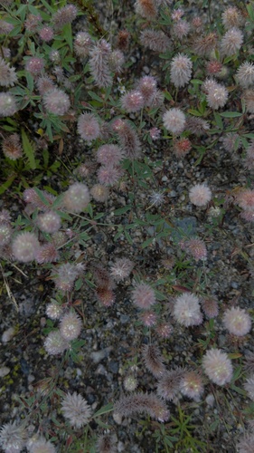 rabbitfoot clover