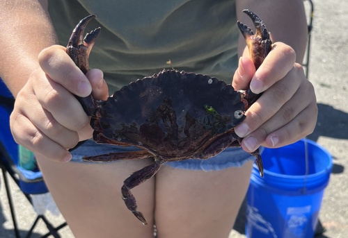Red Rock Crab