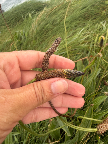 ribwort plantain